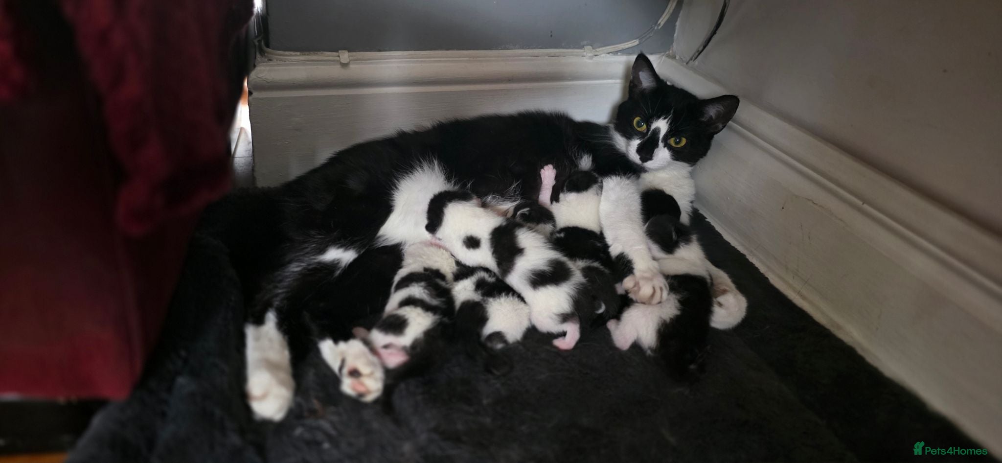 Mixed Breed cats 7 Beautiful Kittens Looking for Their Forever Home - Advert 4