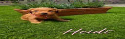 Cockapoo dogs for sale: F1 Fox Red Cockerpoo puppies. (Dad DNA tested) - Advert 7
