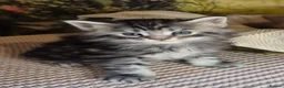 Maine Coon cats for sale: Maine Coon - Advert 8