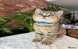 British Shorthair cats for sale: 💎Rare Silver & Spotted BSH Kittens ns 12 & n 24🐾 - Image 7