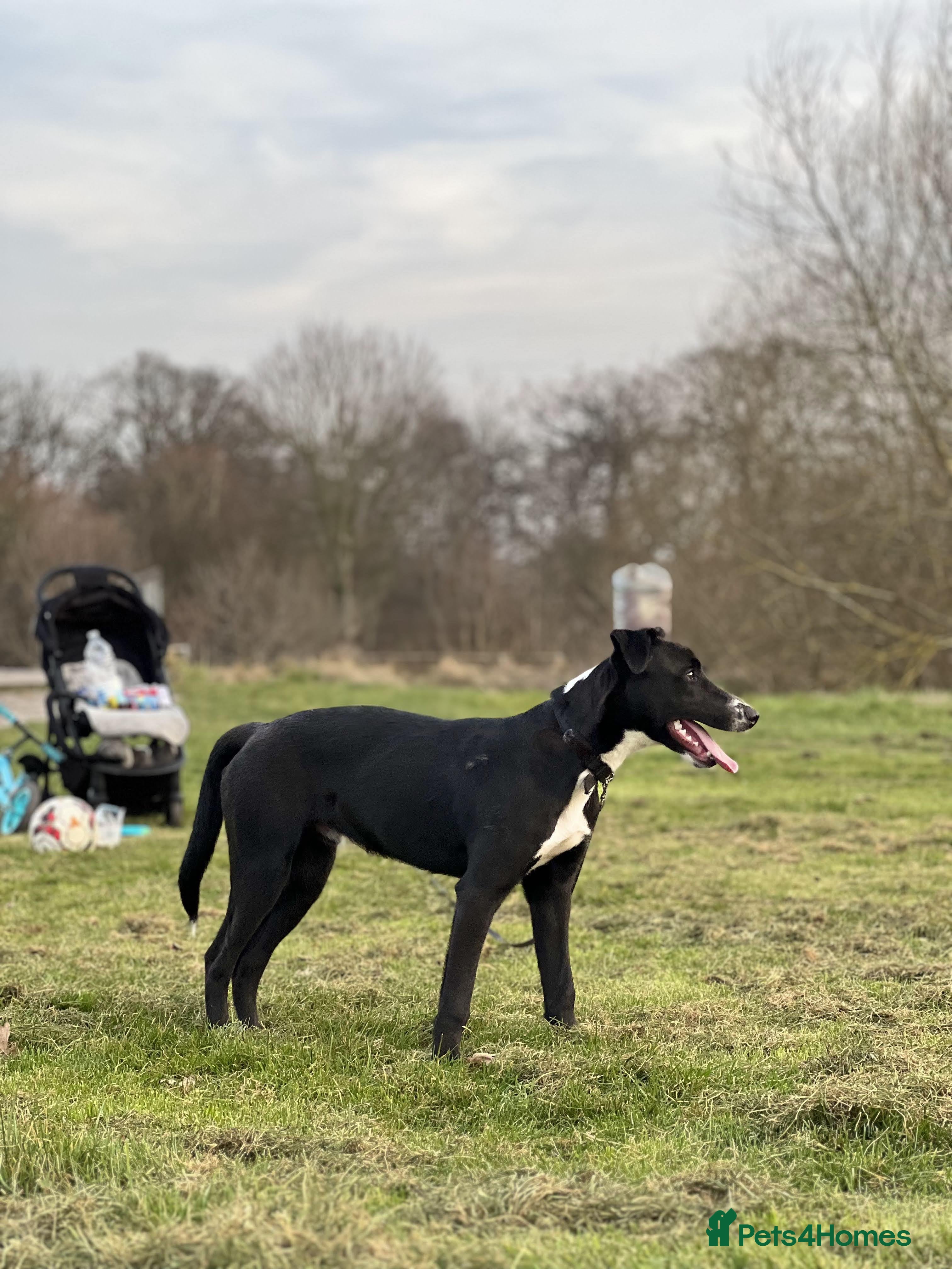 Mixed Breed dogs Marks rehoming add - Advert 14