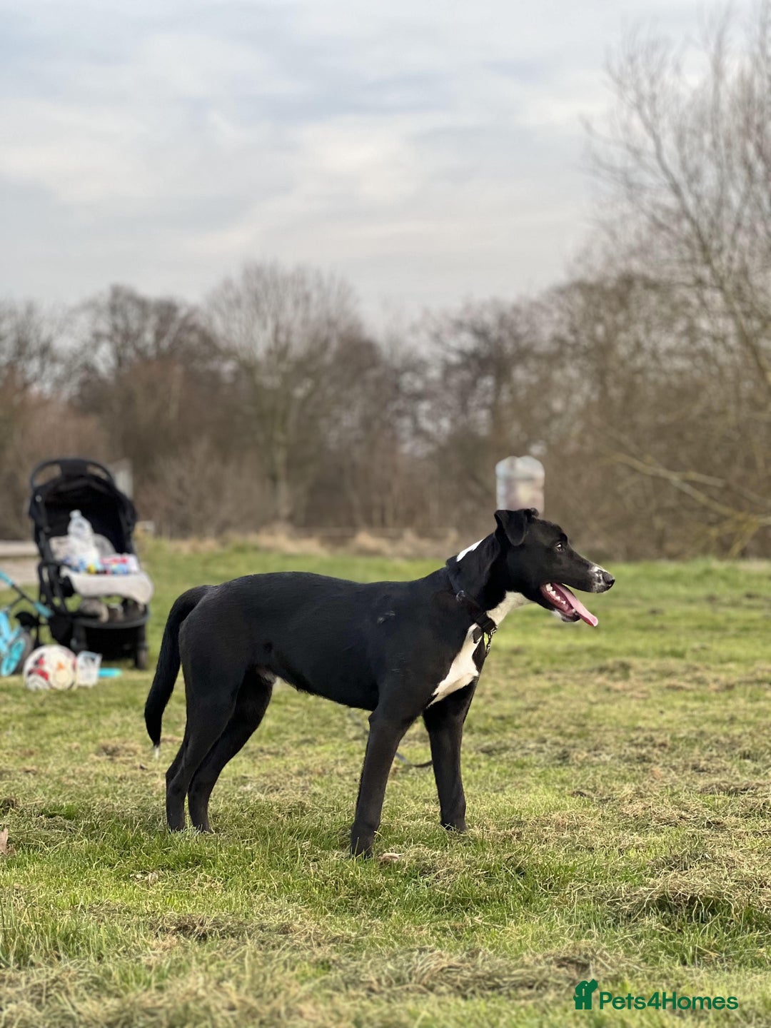 Mixed Breed dogs for sale: Marks rehoming add - Advert 1