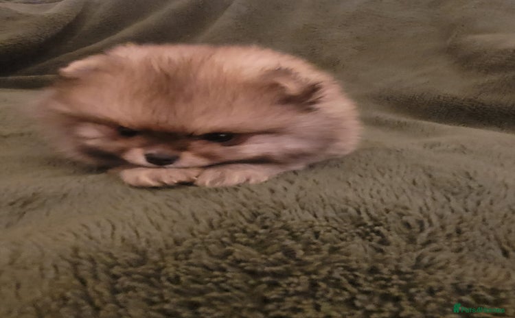 Pomeranian dogs - Advert 4