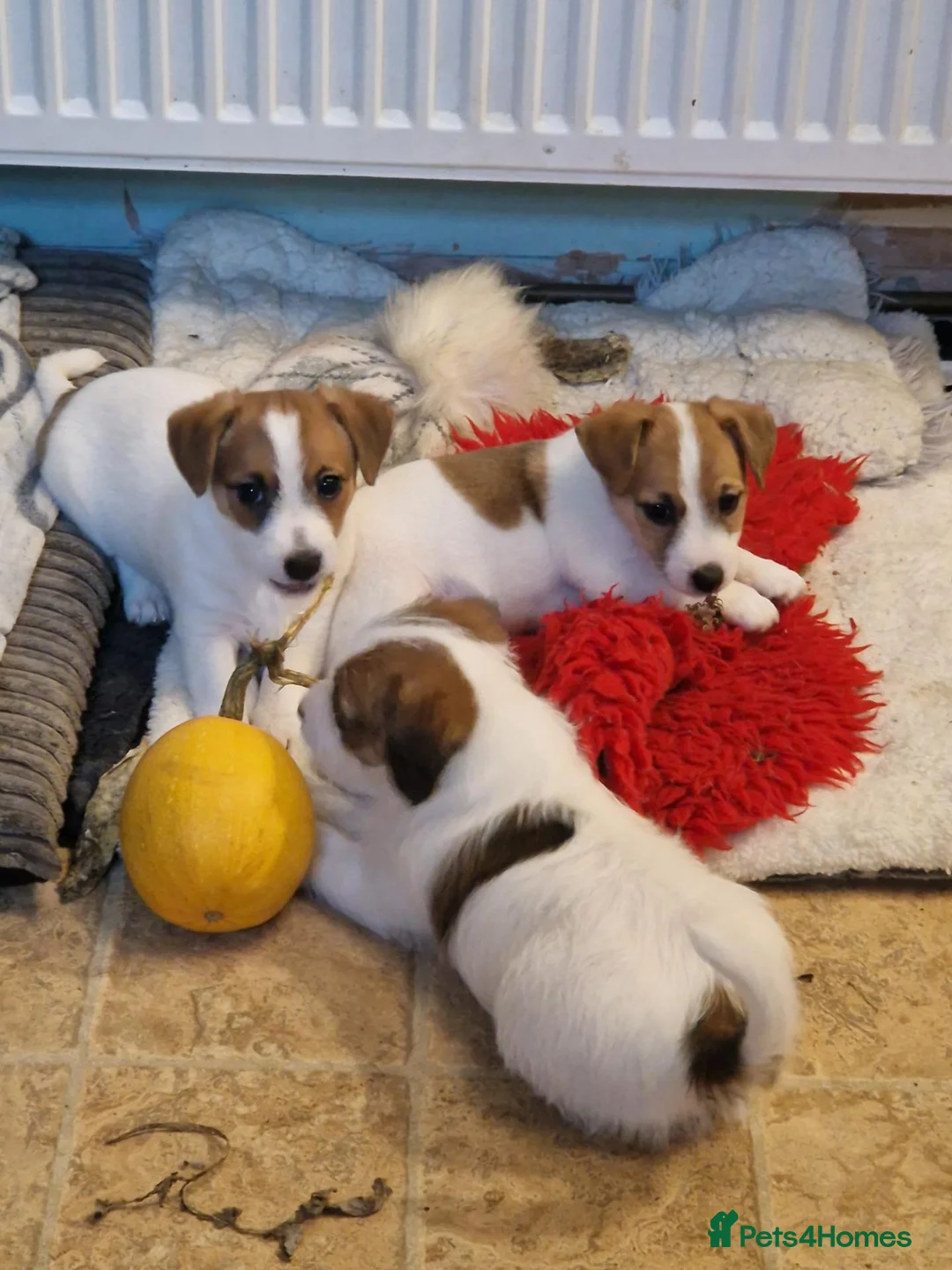 Jack Russell dogs for sale: Pedigree Jack Russell Terrier  in Filey - Advert 2