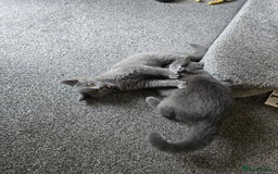 British Shorthair cats for sale: British Short-hair Kittens x3  - Image 9