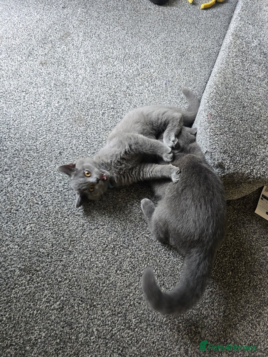 British Shorthair cats for sale: British Short-hair Kittens x3  - Image 9