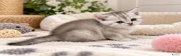 British Shorthair cats for sale: GCCF BSH kittens silver tabby & chinchilla  - Advert 6
