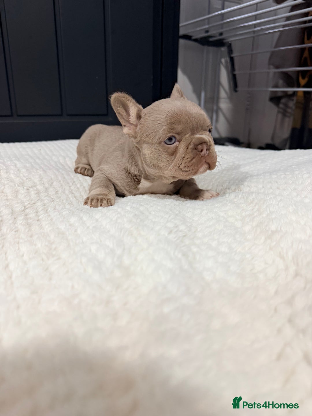 French Bulldog dogs for sale: 2 Frenchy girls - Advert 3