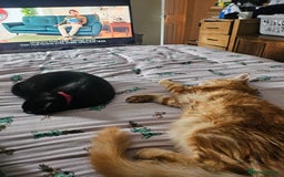 Maine Coon cats for sale: Male main coon - Image 10