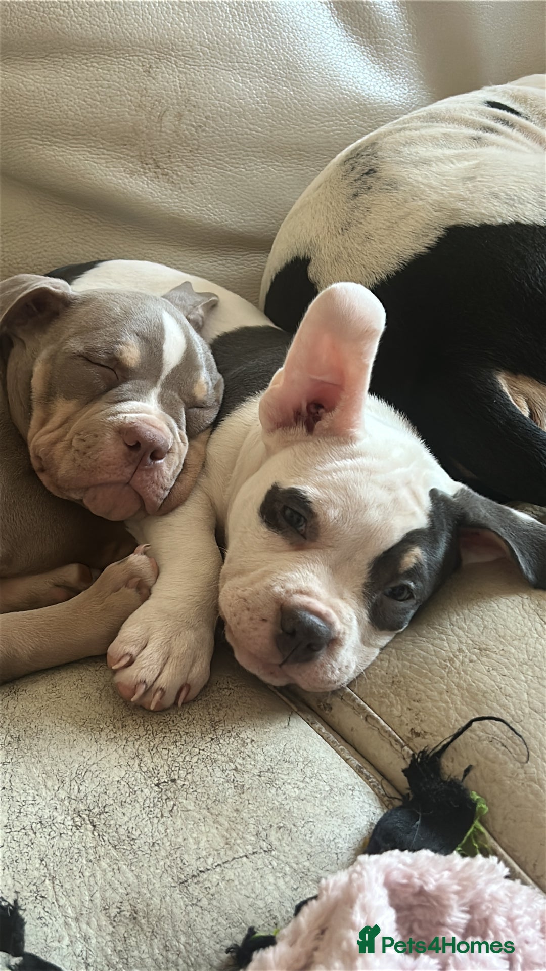 American Bully dogs for sale: TWO gorgeous girls left. Micro Bullys - Advert 2