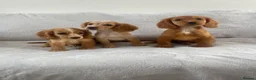Cocker Spaniel dogs for sale: 4 outstanding cocker spaniels  - Advert 7