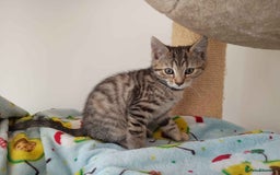 Bengal cats for sale: Bengal Torbie mix kittens, 1 female, 2 male - Image 11