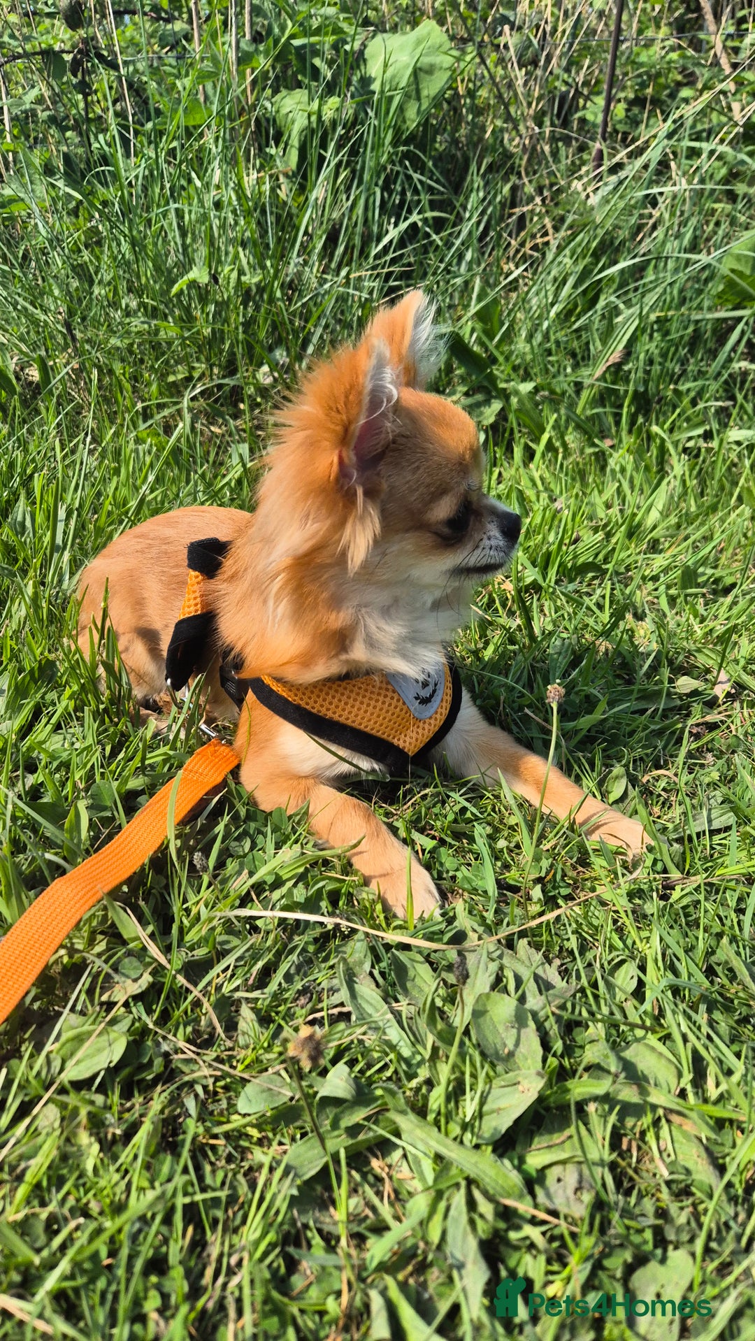 Chihuahua dogs for sale:  Bonded KC Long-haired chihuahuas-Loving home only - Image 3