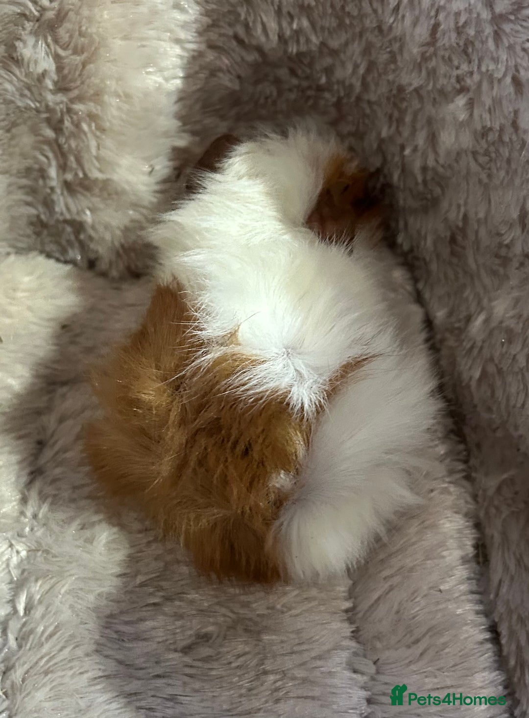 Guinea Pig rodents for sale: GORGEOUS BABY GUINEA PIGS - Advert 9