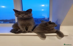 British Shorthair cats for sale: BSH GCCf kittens 1 male 1 female - Image 6