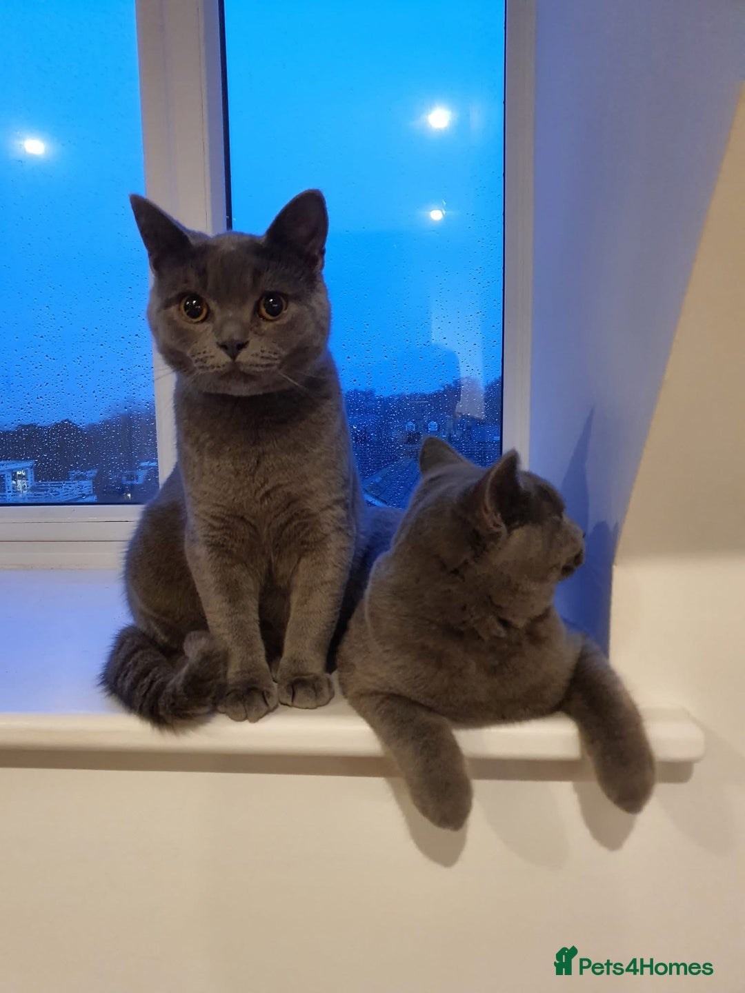 British Shorthair cats for sale: BSH GCCf kittens 1 male 1 female - Image 6