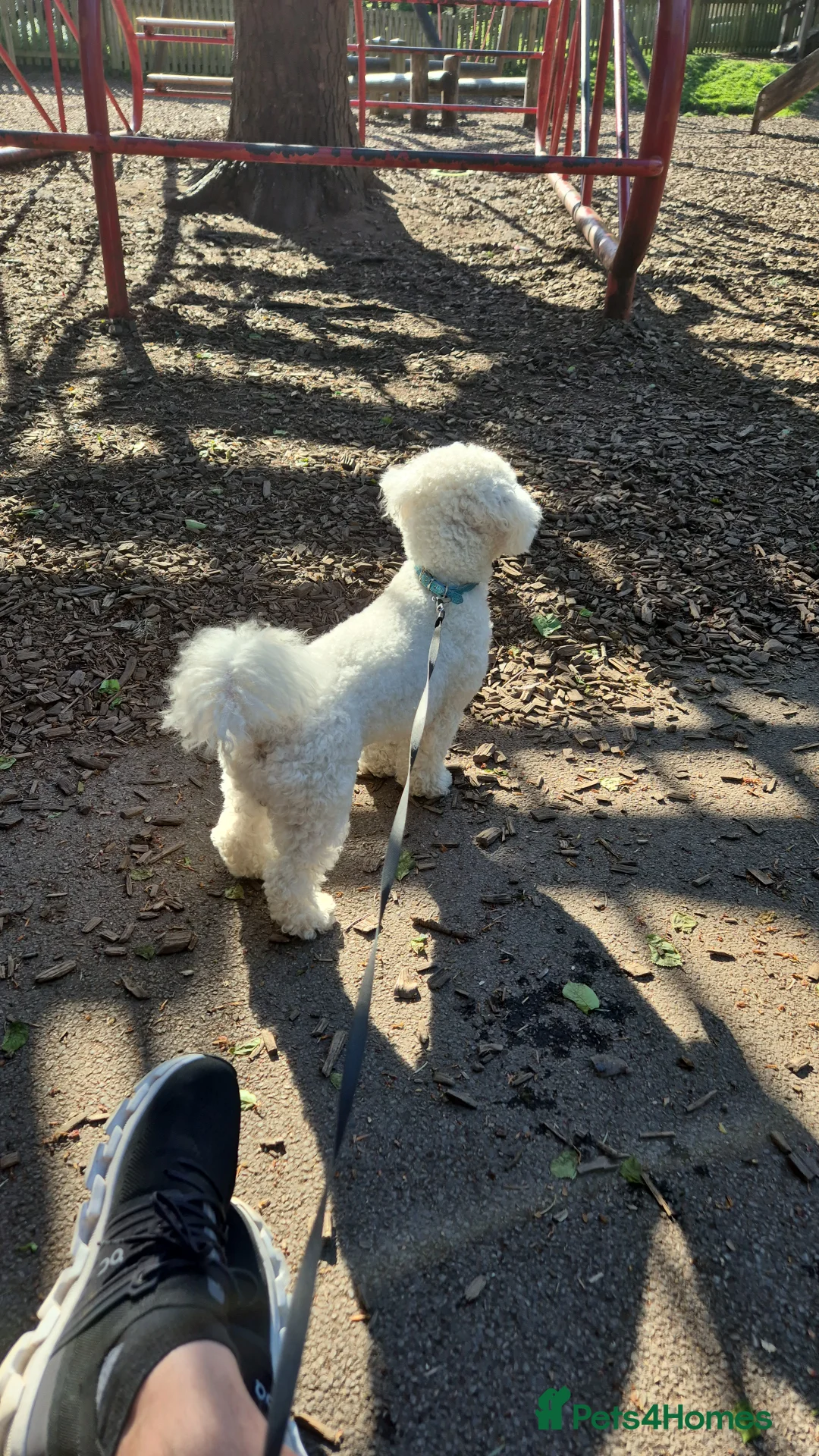 Bichon Frise dogs for stud: For Stud in Deeside - Advert 4