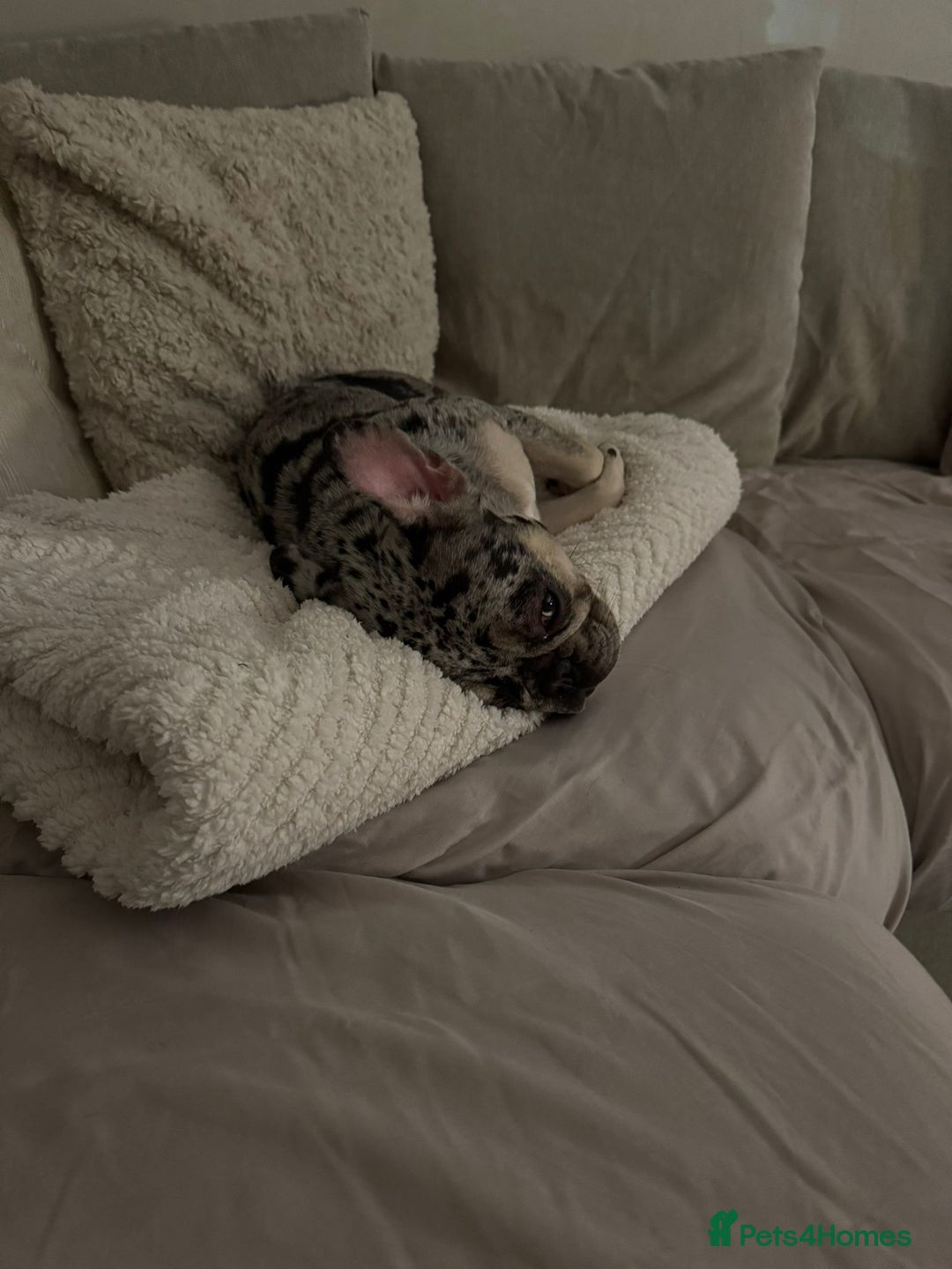 French Bulldog dogs for sale: 2 years 1 month - Advert 7