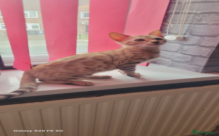 Bengal cats - Advert 1