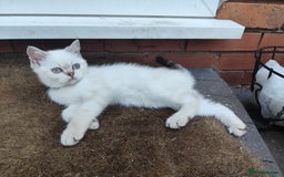British Shorthair cats for sale: British short hair pure breed - Image 4