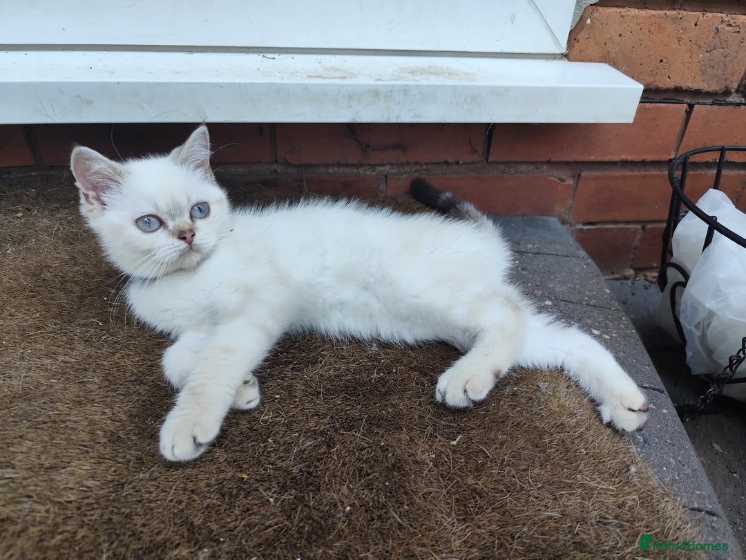 British Shorthair cats for sale: British short hair pure breed - Image 4