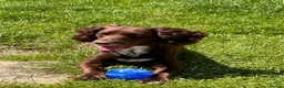 Cocker Spaniel dogs for sale: Phineas - Male Cocker Spaniel - Advert 4