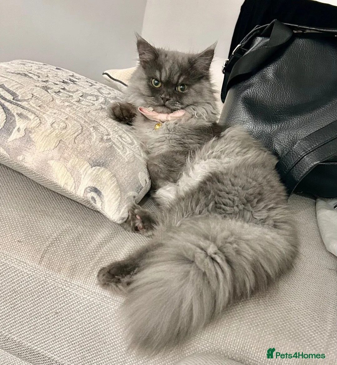 Persian cats for sale: Beautiful Persian Kittens - Advert 2
