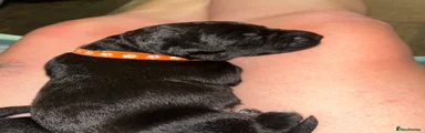 Mixed Breed 2