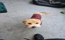 Mixed Breed dogs for sale: Shichonpoo - Advert 5