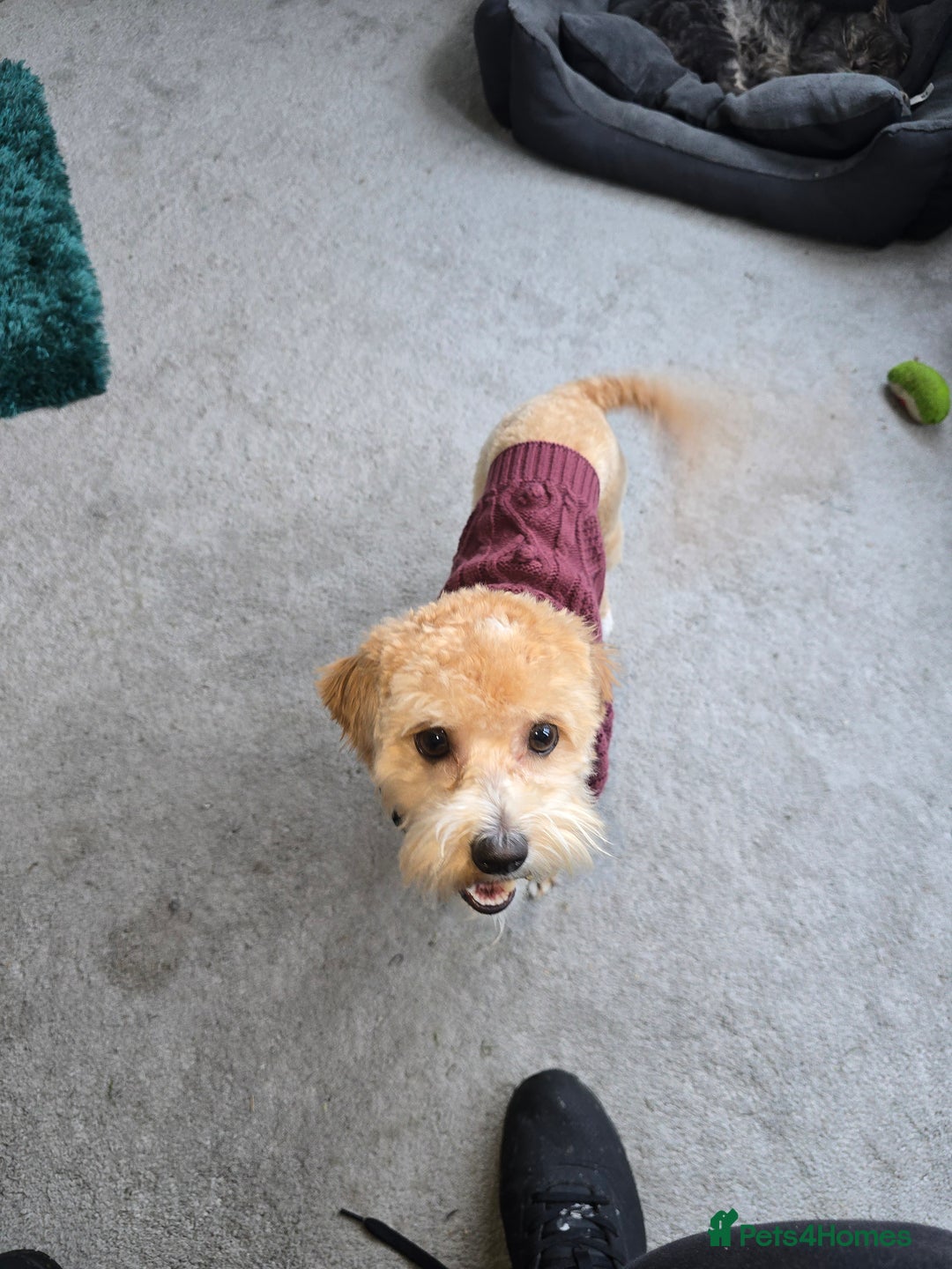 Mixed Breed dogs for sale: Shichonpoo - Advert 5