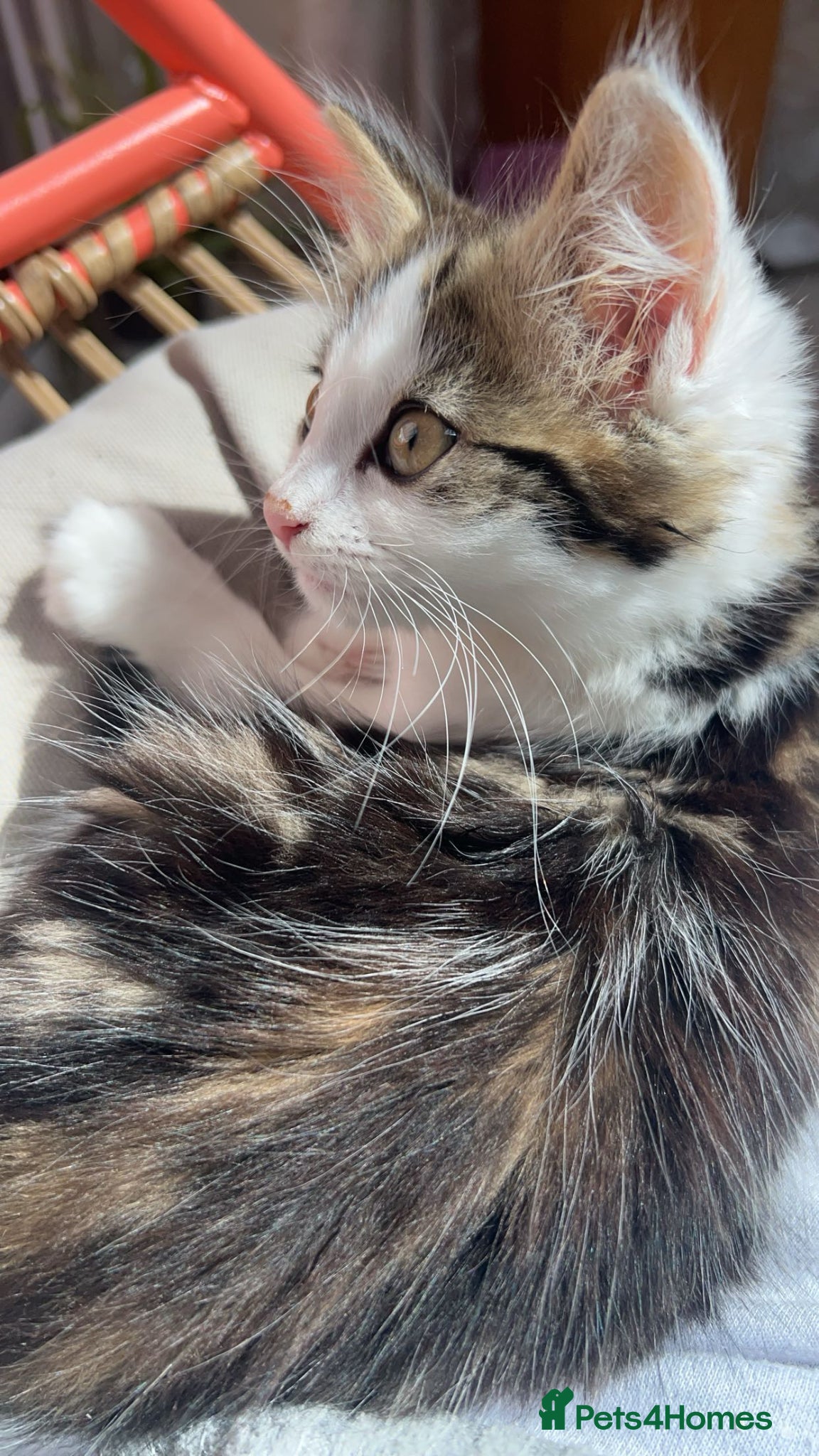 Mixed Breed cats Stunning Longhair Female microchipped & Neutered - Advert 5