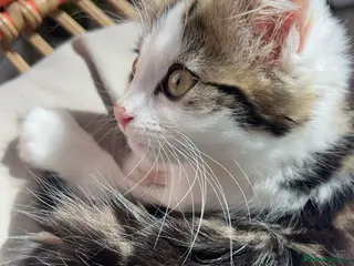 Mixed Breed cats Stunning Longhair Female microchipped & Neutered - Advert 5