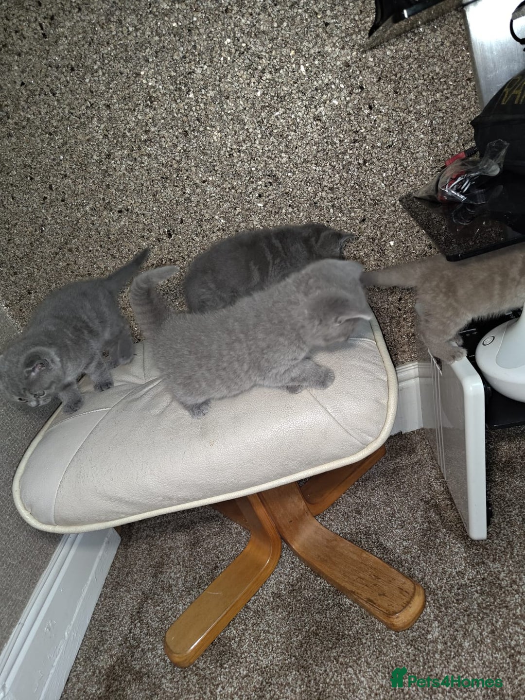 British Shorthair cats for sale: British Shorthair kitten  - Image 6