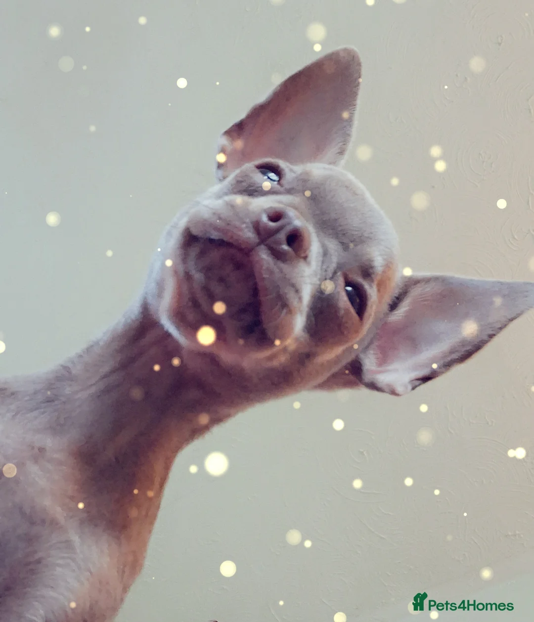 Mixed Breed dogs for sale: Frenchie x Chihuahua pups x 2 in Newcastle upon Tyne - Advert 9