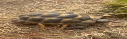 Tortoise reptiles for sale: Spur tight tortoise - Advert 2