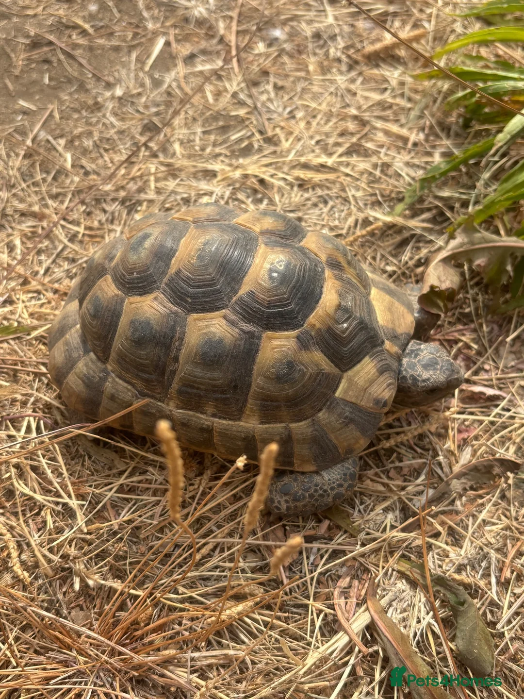 Tortoise reptiles for sale: Spur tight tortoise - Advert 2