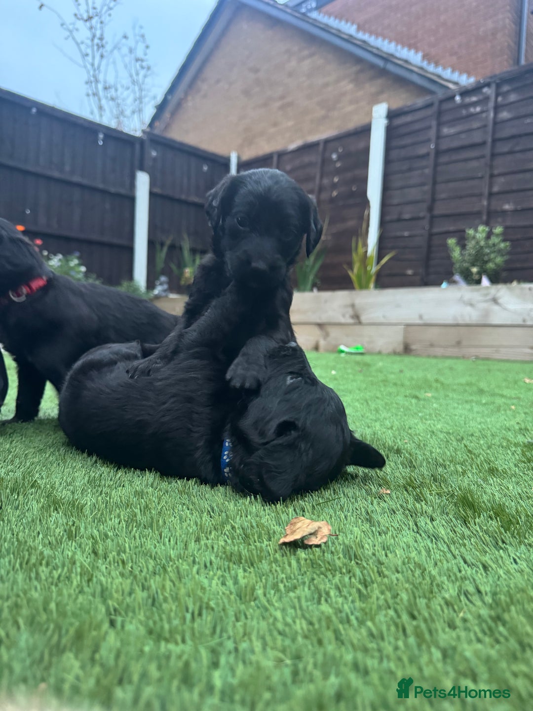 Labradoodle dogs for sale: Labradoodles fully vaccinated & microchipped  - Advert 17