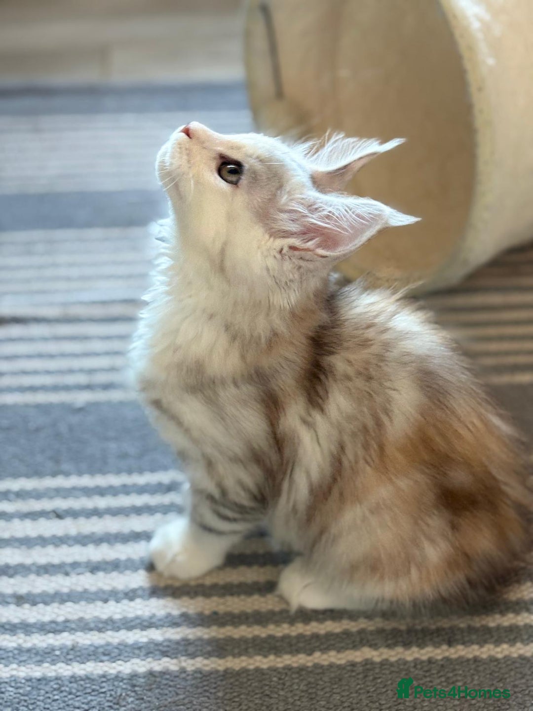 Maine Coon cats for sale: XL Maine Coon Kittens for Sale – TICA Reg - Advert 6