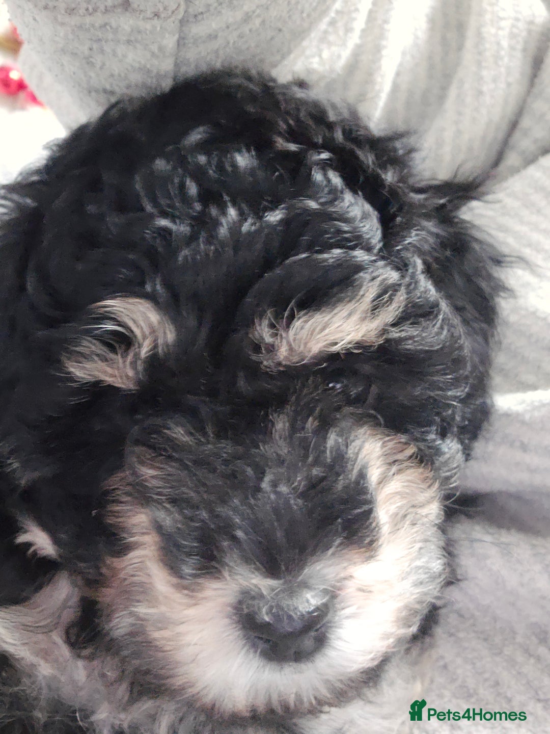 Cockapoo dogs for sale: Gorgeous cockerpoo puppies - Advert 12