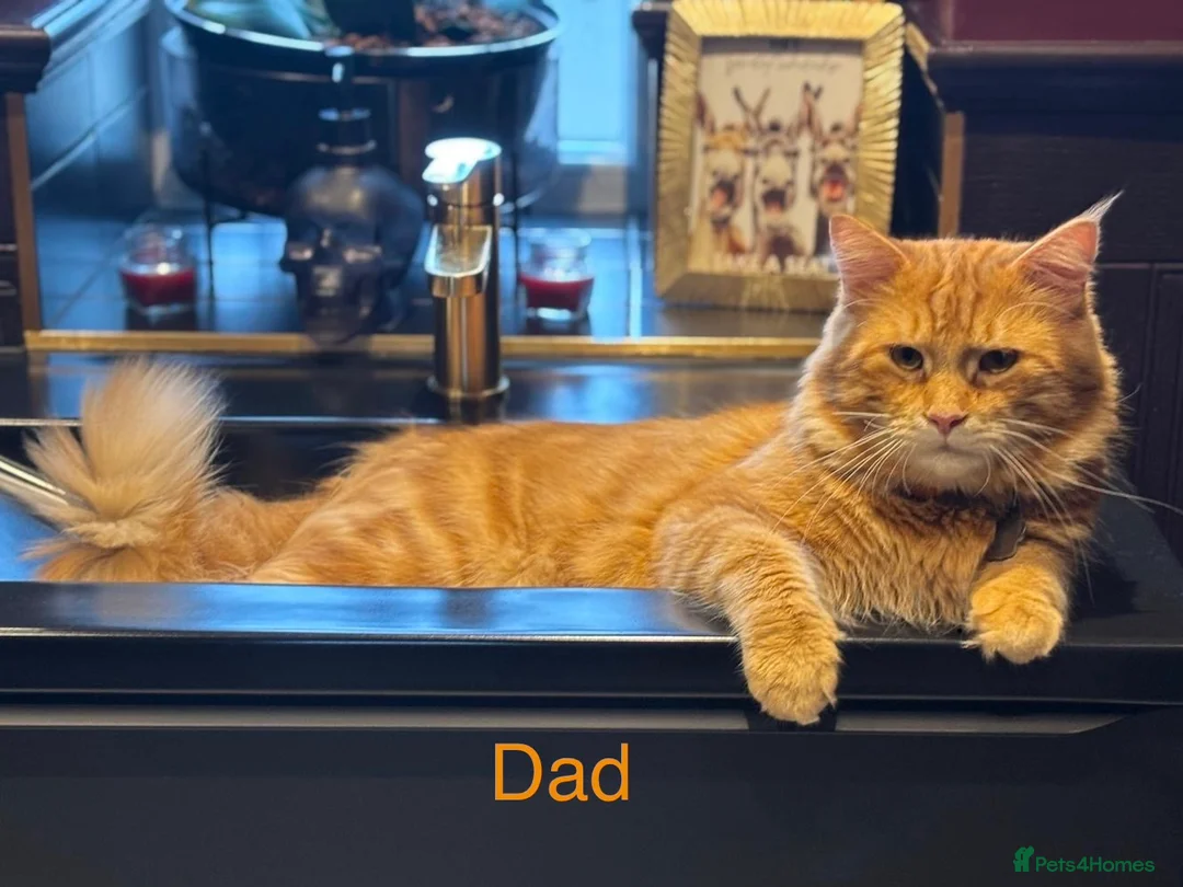 Maine Coon cats for sale: Stunning Maine Coon Kittens in West Wickham - Advert 8