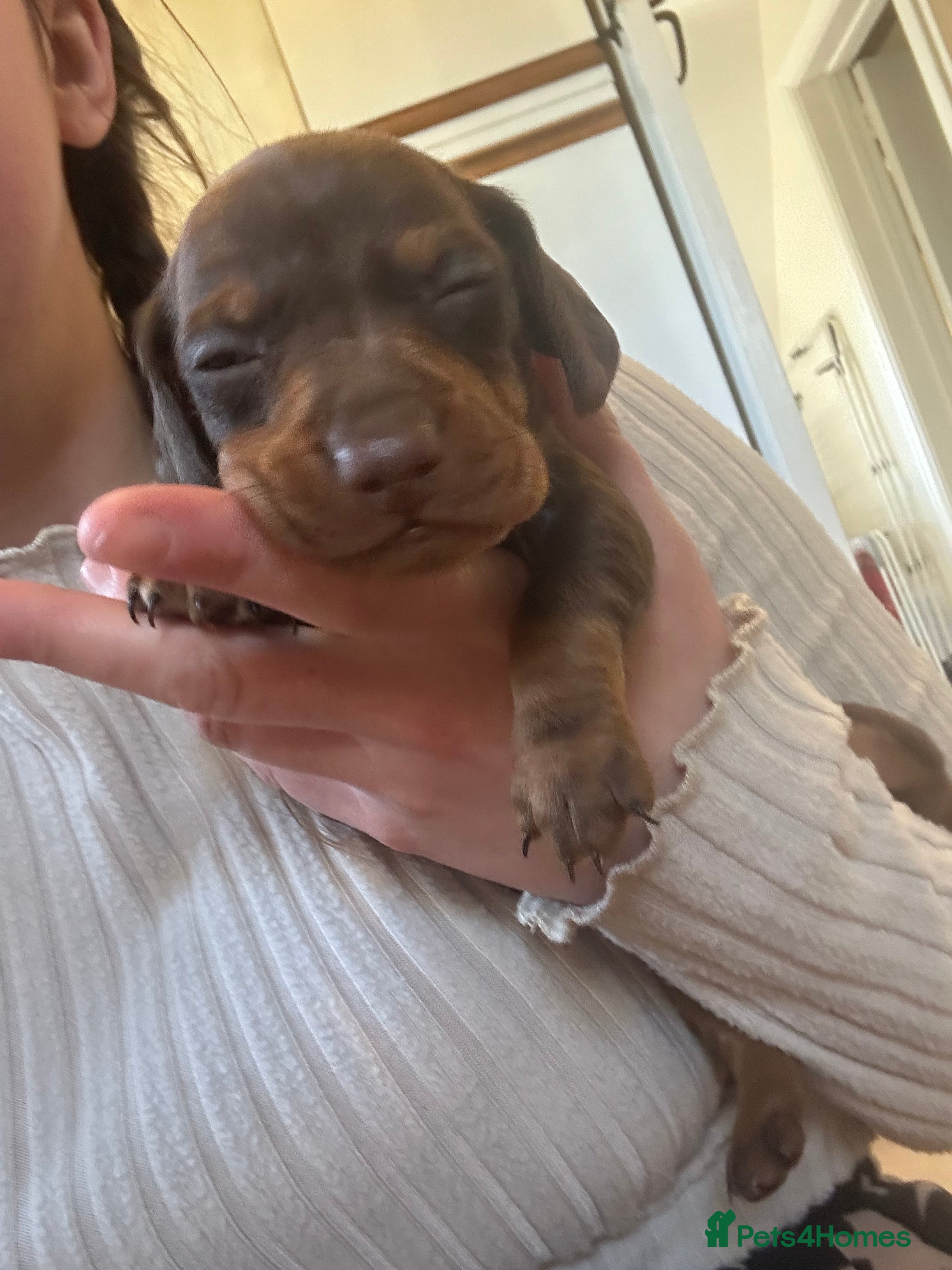 Miniature Dachshund Puppy 1