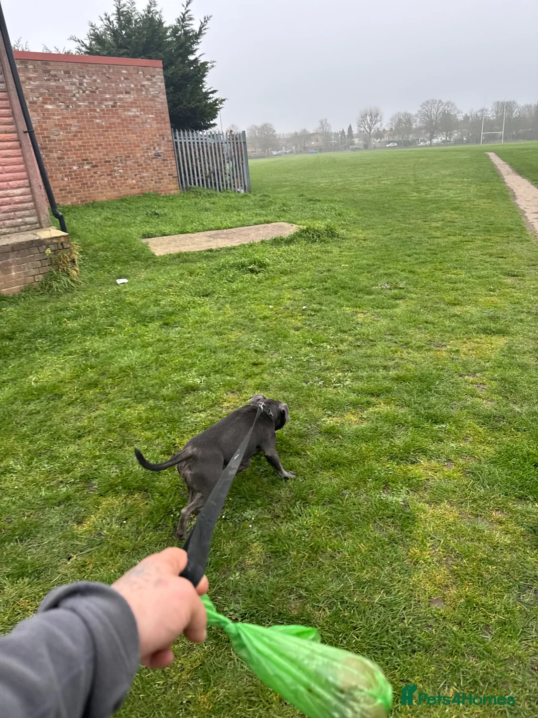 Staffordshire Bull Terrier dogs for sale: Beutifull BLUE girl 4 years old  - Advert 10
