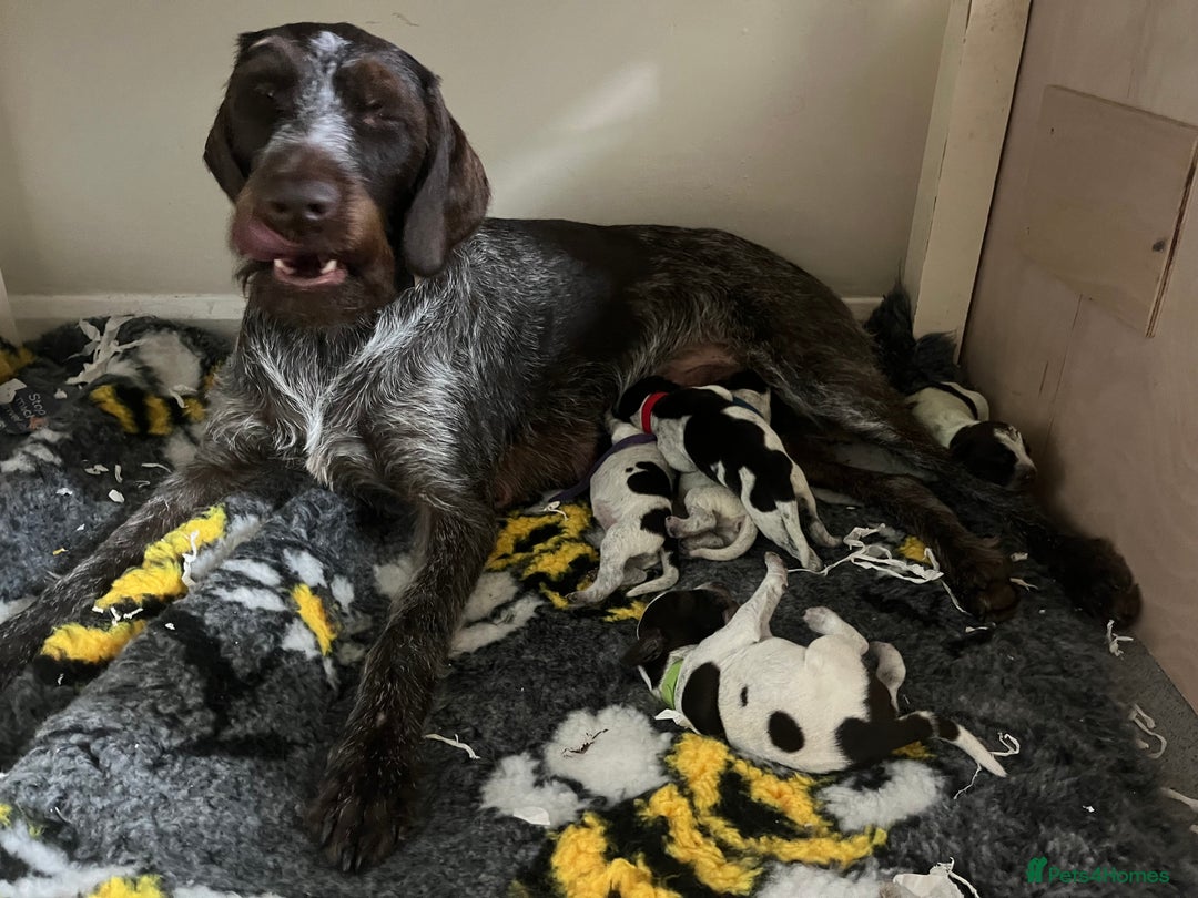 German Wirehaired Pointer dogs for sale: Stunning litter of German Wirehaired Pointers  - Advert 5