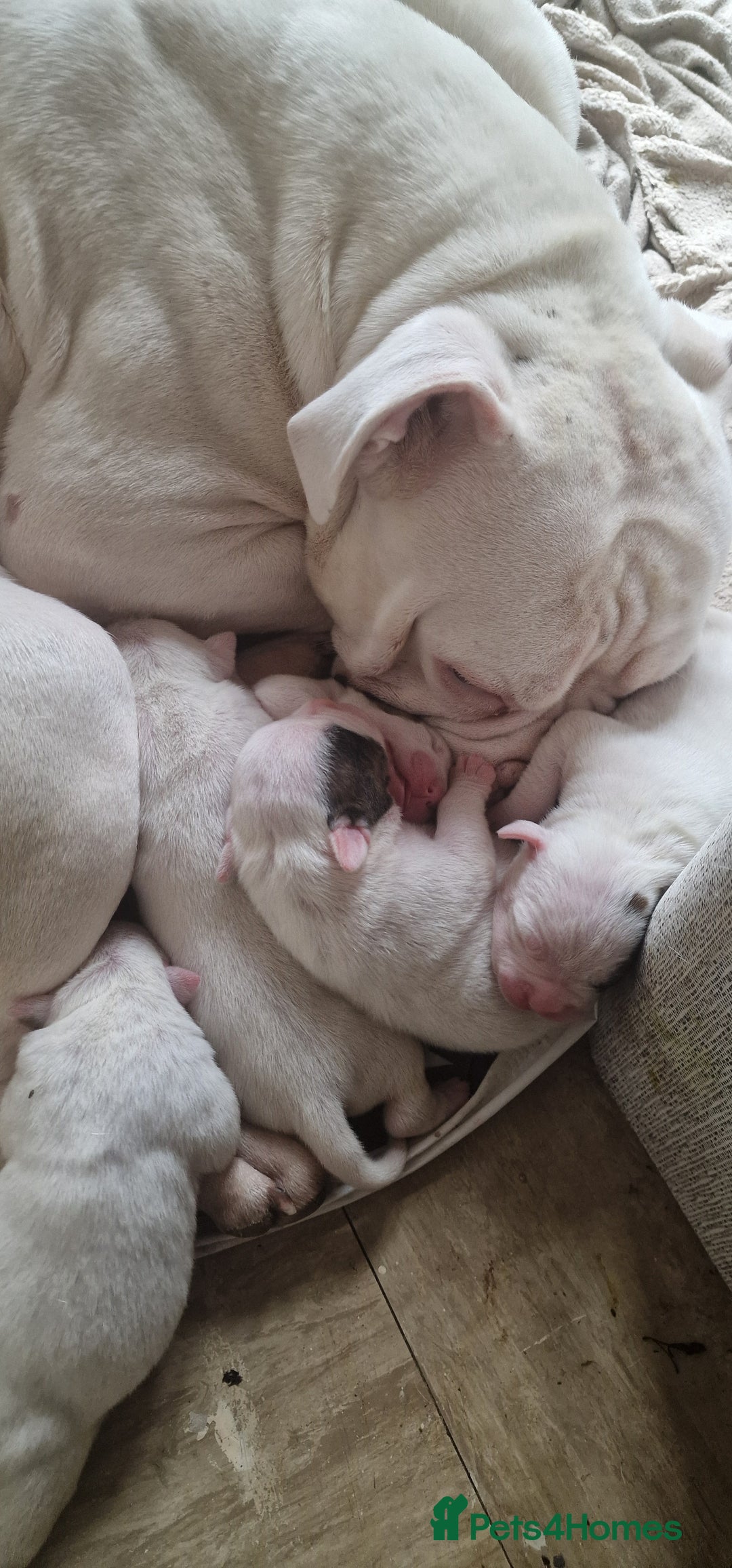 American Bulldog dogs for sale: American bulldog - Image 1