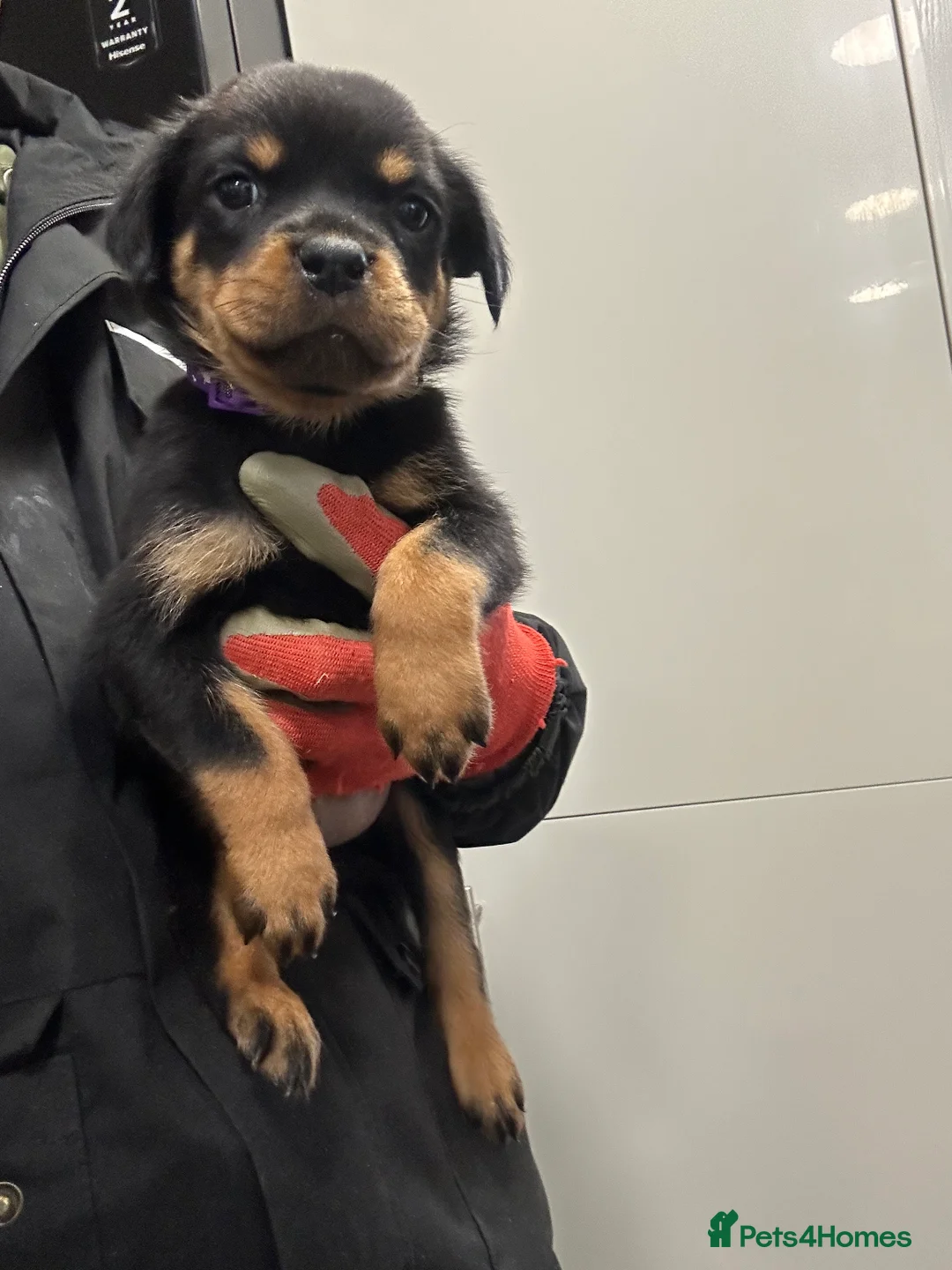 Rottweiler dogs for sale: Champion  bloodline Rottwiler Puppies  - Advert 4