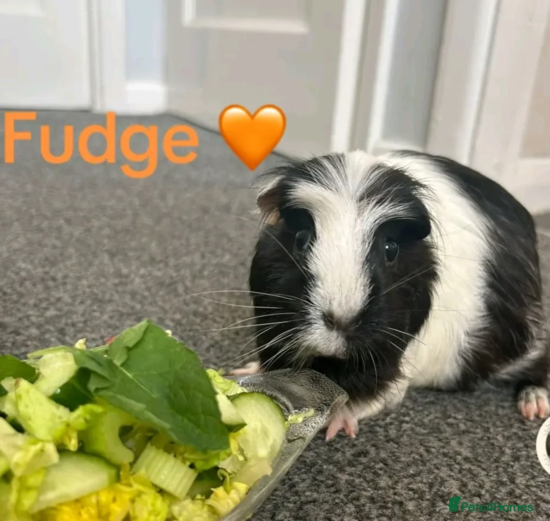 Guinea Pig rodents for sale: Female guinea pigs and cage in Middlesbrough - Advert 2