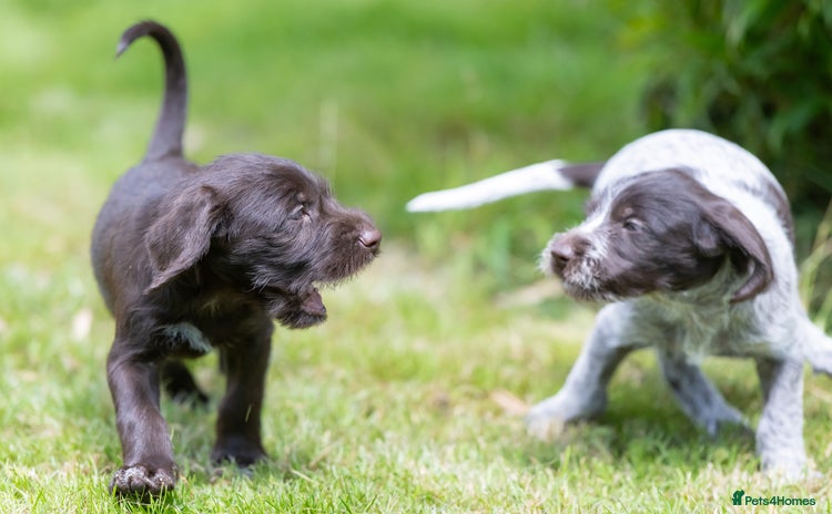German Wirehaired Pointer dogs - Advert 1