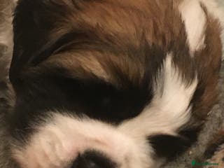 Saint Bernard dogs Health-tested line established 1990s. - Advert 2