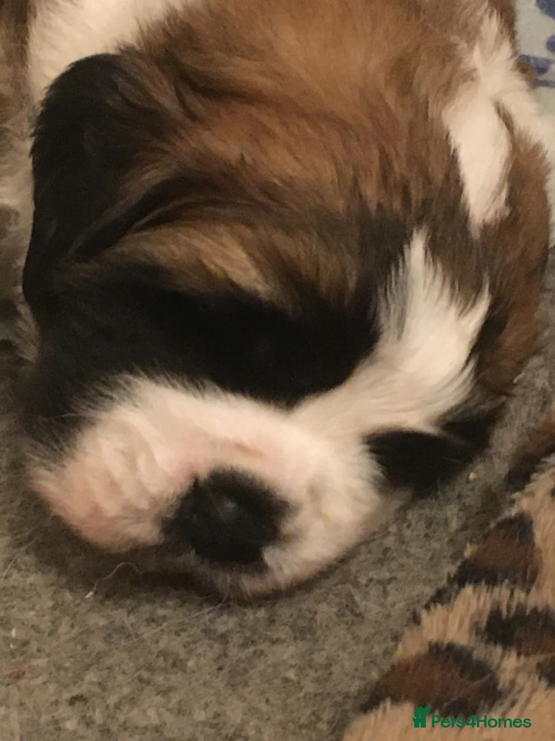 Saint Bernard dogs for sale: Health-tested line established 1990s. - Advert 10