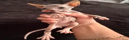 Sphynx cats for sale: Beautiful Sphynx kittens 🩵🩷 🐾  - Advert 8